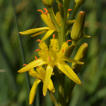 Flower of Bog Asphodel