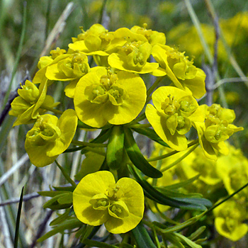 Flower of Cypress Spurge 