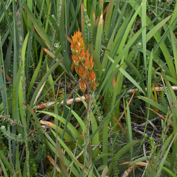 Leaf of Bog Asphodel