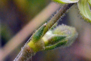 Stem of Greater Sea-Spurrey 