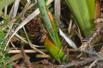 Stem of Bog Asphodel